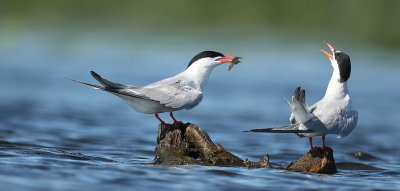 common tern's  --  sterne pierregarins