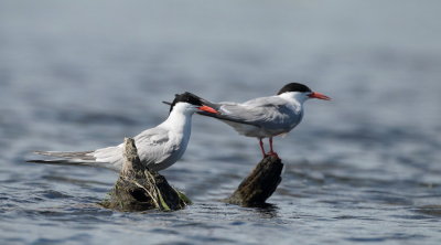 common tern's  --  sterne pierregarins