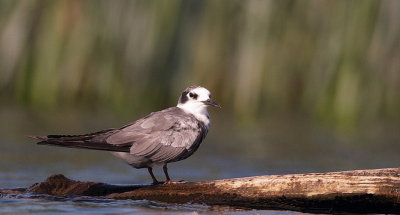 black tern  --  guifette noire