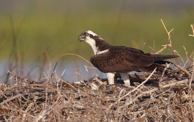 osprey and ( juvenile )  --  balbuzard pecheur avec ( juvenile )