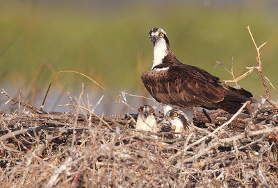 osprey and ( 2 juvenile )  --  balbuzard pecheur avec ( 2 juvenile )