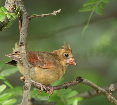 northern cardinal ( female )  --  cardinal rouge ( femelle )