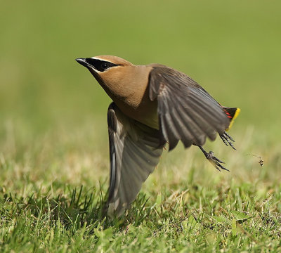 cedar waxwing  --  jaseur d'amerique