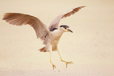 black-crowned night-heron  --  bihoreau gris