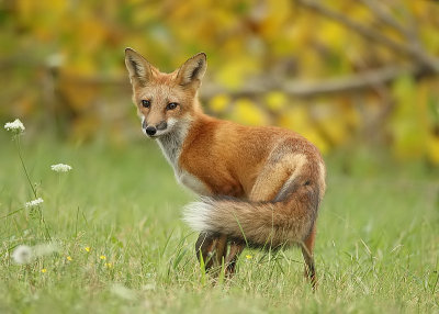 red fox ( pup 5 months )  --  renard roux ( renardeau 5 mois )