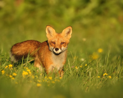 red fox  --  renard roux