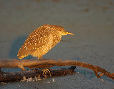 black-crowned night-heron ( juvenile )  --  bihoreau gris ( juvenile )