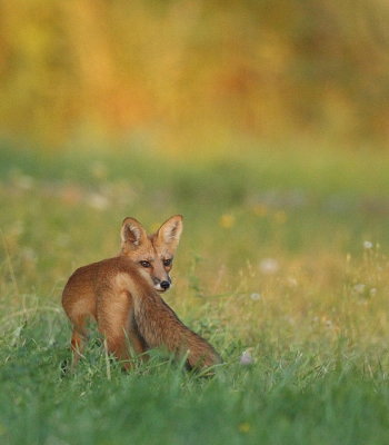 red fox ( pup 6 months )  --  renard roux ( renardeau 6 mois )