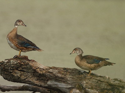 wood ducks  --  canard branchu