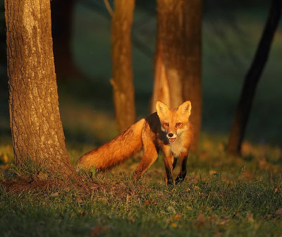 red fox ( pup )  --  renard roux ( renardeau )