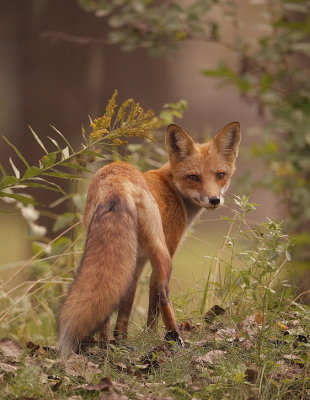 red fox  --  renard roux