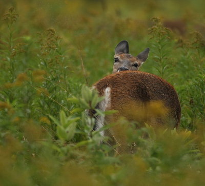 white-tail deer  --  cerf de virginie