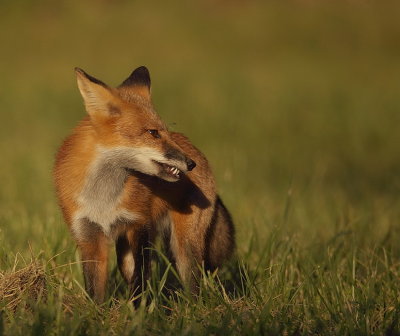 red fox  --  renard roux