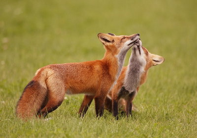 red fox ( 2 pups )  --  renard roux ( 2 renardeau )