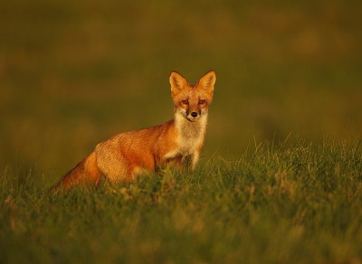 red fox  --  renard roux