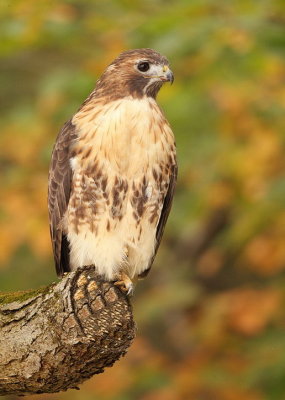 red-tailed hawk  --  buse a queue rousse