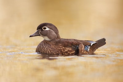 wood duck ( female )  --  canard branchu ( femelle )