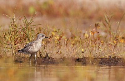 black-bellied plover  --  pluvier argente