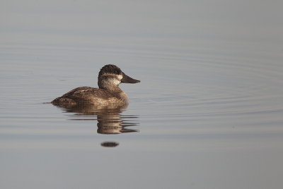 ruddy duck  --  erismature rousse