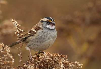 white-throated sparrow  --  bruant a gorge blanche