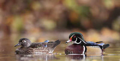 wood duck  --  canard branchu