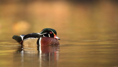 wood duck  --  canard branchu