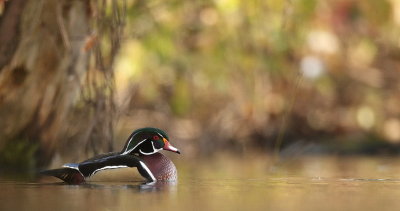 wood duck  --  canard branchu