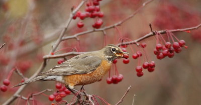 american robin  --  merle d'amerique