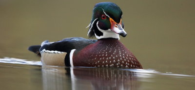 wood duck  --  canard branchu