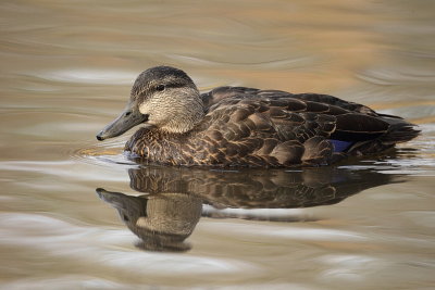 american black duck  --  canard noir