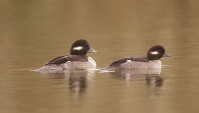 buffleheads  --  les petit garrot