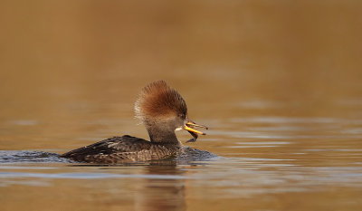 hooded merganser  --  harle couronne