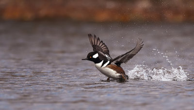 hooded merganser  --  harle couronne