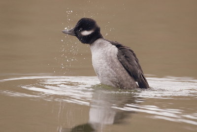 bufflehead  --  petit garrot