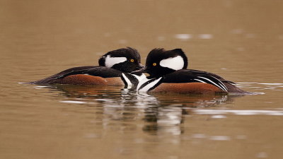 hooded merganser  --  harle couronne