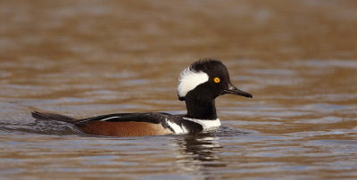 hooded merganser  --  harle couronne