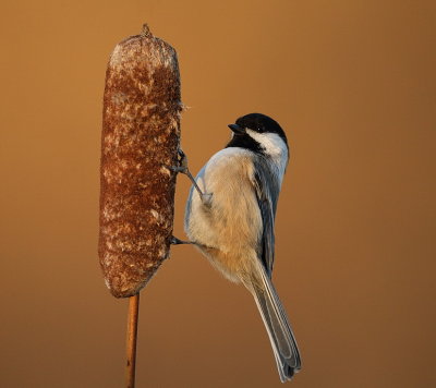 black-capped chickadee  --  mesange a tete noire