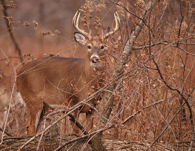 white tail deer  --  cerf de virginie