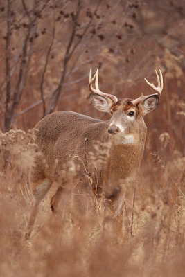 white tail deer  --  cerf de virginie