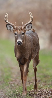 white tail deer  --  cerf de virginie