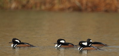 hooded merganser  --  harle couronne