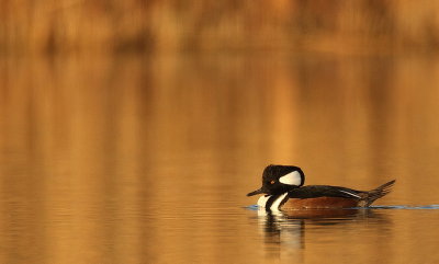 hooded merganser  --  harle couronne