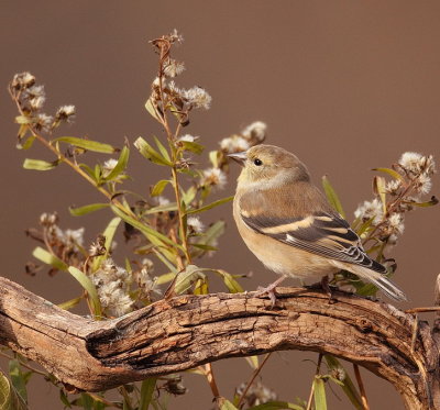 american goldfinch  --  chardonneret jaune