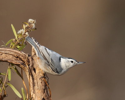 white-breasted nuthatch  --  sittelle a poitrine blanche