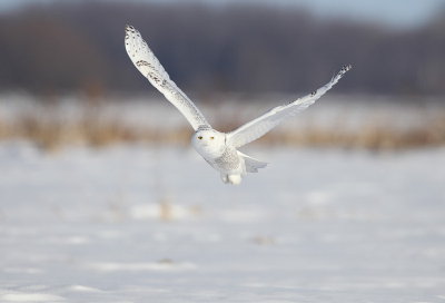 snowy owl  --  harfang des neiges
