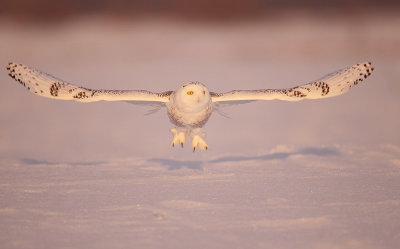 snowy owl  --  harfang des neiges