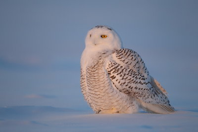 snowy owl  --  harfang des neiges