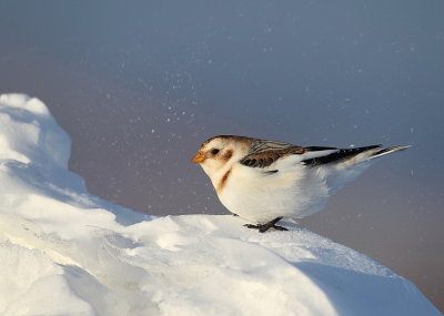 snow bunting  --  plectrophane des neiges