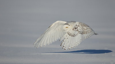 snowy owl  --  harfang des neiges