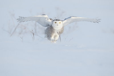 snowy owl  --  harfang des neiges